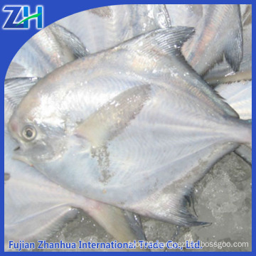 frozen white pomfret fresh fish